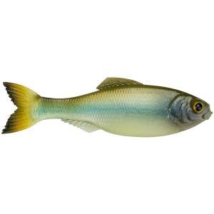 6th Sense Panorama Softbait | Ghost Minnow; 2 in.