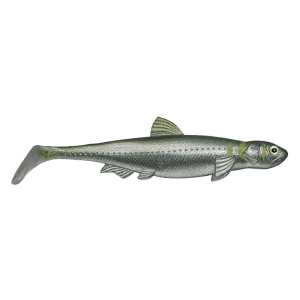 Image of Evergreen Last Ace 140 Swimbait | Wakasagi