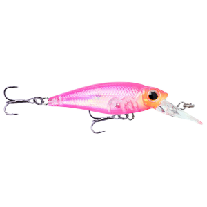 Image of Owner Cultiva Mira Shad | Pink Passion; 2 in.