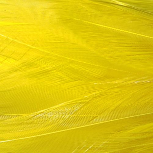 Image of Wapsi Strung Rooster Saddles | Yellow