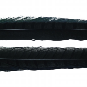 Image of Wapsi Ringneck Pheasant Tail Feathers | Black