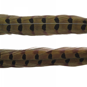 Image of Wapsi Ringneck Pheasant Tail Feathers | Olive