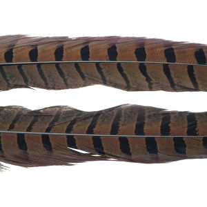 Image of Wapsi Ringneck Pheasant Tail Feathers | Chocolate Brown