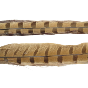 Image of Wapsi Ringneck Pheasant Tail Feathers | Bleached Ginger