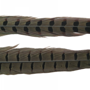 Image of Wapsi Ringneck Pheasant Tail Feathers | Dun