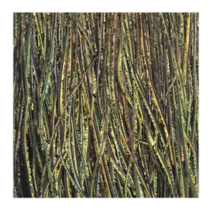 Image of Wapsi Peacock Herl and Sword Feathers | Strung Herl