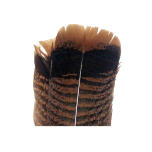 Image of Wapsi Ozark Turkey Tail Feathers | Cinnamon Tip