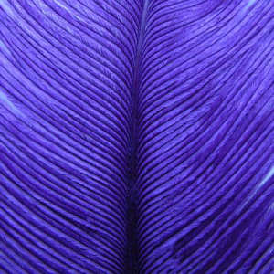 Image of Wapsi Ostrich Herl | Purple (OH092)