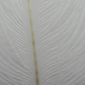 Image of Wapsi Ostrich Herl | White (OH001)