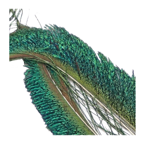 Image of Wapsi Peacock Herl and Sword Feathers | Peacock Swords