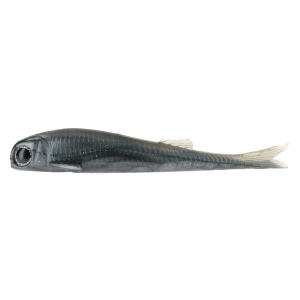 Image of No Live Bait Needed Lil Mullet | Smoked Mullet; 5 in.