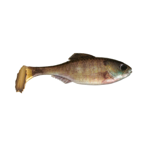 6Th Sense Fishing 6th Sense Panorama Swimbait | Live Bluegill; 6 in. - $11.99 at FishUSA