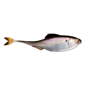 6Th Sense Fishing 6th Sense Fiction Shad | Live Gizzard Shad; 3.4 in. - $9.99 at FishUSA