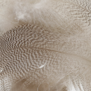 Image of Wapsi Mallard Flank Feathers | Natural