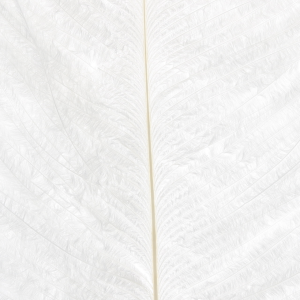 Image of Wapsi Ostrich Plumes | White