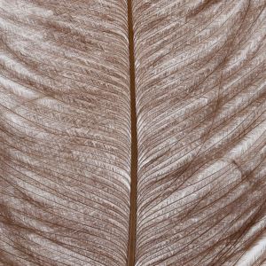 Image of Wapsi Ostrich Plumes | Tan