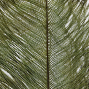 Image of Wapsi Ostrich Plumes | Olive