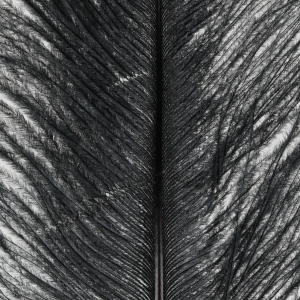 Image of Wapsi Ostrich Plumes | Black