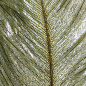 Image of Wapsi Ostrich Herl | Olive (OH089)