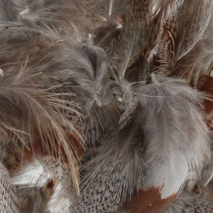 Image of Wapsi Loose Partridge Feathers