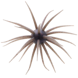 Hideup Coike JDM Fullcast Urchin Bait | Shinikake Gill