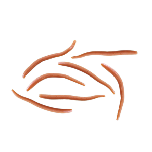 BERKLEY Gulp! Alive! Angle Worms