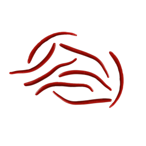 Image of Berkley Gulp! Alive! Angle Worms | Red Wiggler; 1 in.