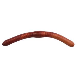 Image of Berkley Gulp! Alive! Fat Floating Trout Worms | Nightcrawler; 2 in.