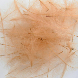 Image of Wapsi CDC Cul De Canard Feathers | Tan