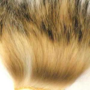 Image of Wapsi Badger Hair