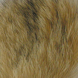 Image of Wapsi Coyote Hair