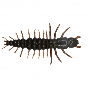 Image of Nikko Zaza Hellgrammite | Mudbug; 4 1/4 in.