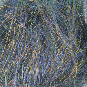 Image of SemperFli Ice Dubbing | Starling