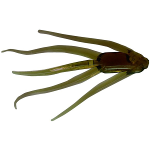 Image of Clam Maki Plastics | Motor Oil; 1 1/4 in.