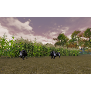 Wild Boar Corn Field