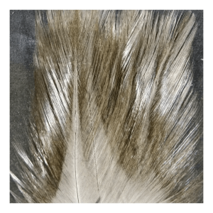 Hareline Dubbin Coq De Leon Fishing Feather