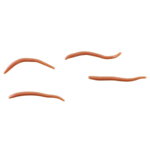Berkley GulpAlive AngleWorm Natural