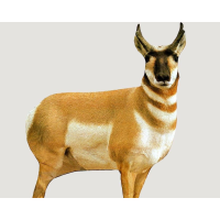 Montana Decoy Co Antelope Buck Decoy
