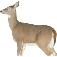 Montana Decoy Co Dreamy Doe Decoy