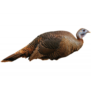 Montana Decoy Spring Fling Turkey Decoy-One Size