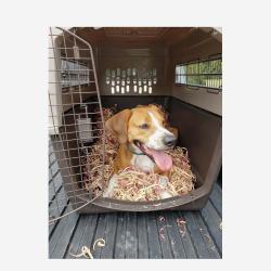 Red Cedar Ribbon Dog Bedding - 18 x 18 x 14 inch box