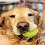 2015 Dog Friendly ! Easy to Drive Class C Sunseeker By Forest River 3170ds $250 per night / 7 or more nights $225 per night