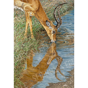 Beside Still Water - Impala by Sherry Steele