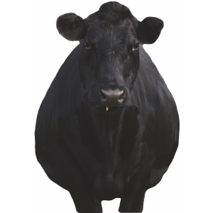 Montana Decoy Bessie Mow Cow