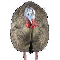 Avian X (gsm) Lcd, Avian Avx-avx8012 Lcd Half-strut Jake Decoy