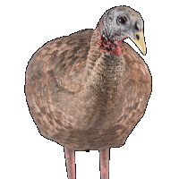 Avian-X LCD Breeder Hen Decoy