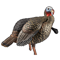 Avian-X HDR Jake Decoy