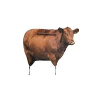 Montana Decoy Co Big Red Moo Cow Decoy