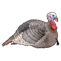 Hunters Specialties Strut Lite Jake Decoy