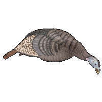 Hunters Specialties Strut Lite Feeder Hen Decoy